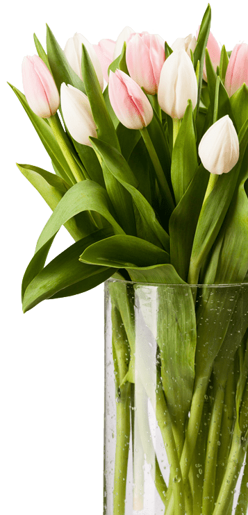 demo-attachment-71-pink-and-white-tulips-bouquet-in-vase-with-path-P9CHJ4W-1-1