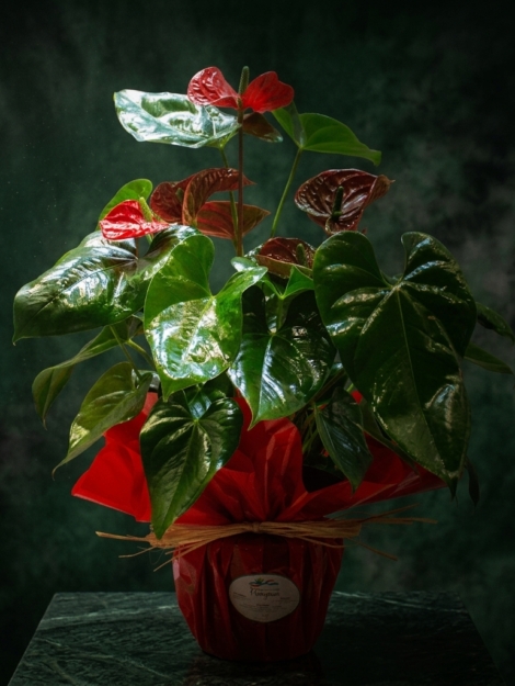 anthurium_floristeria_velez_malaga_flores_y_plantas_online_envio_a_la_axarquia_ramos_de_flores_a_domicilio_01