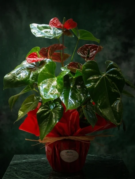 anthurium_floristeria_velez_malaga_flores_y_plantas_online_envio_a_la_axarquia_ramos_de_flores_a_domicilio_01