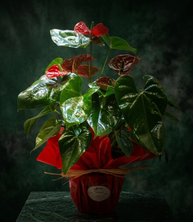 anthurium_floristeria_velez_malaga_flores_y_plantas_online_envio_a_la_axarquia_ramos_de_flores_a_domicilio_01