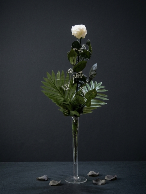 rosa-de-condolencia-preservadanatural_flores_funerarias_coronas_condolencias_tanatorio_velez_malaga_nerja_torrox_parcemasa_axarquia_01