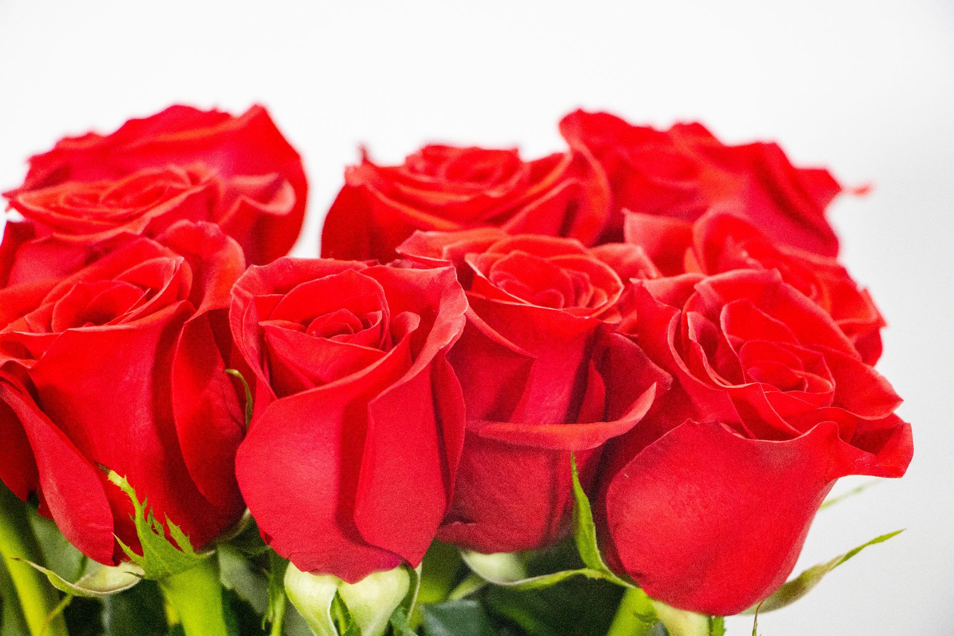 Pure Roses - Imagen 3
