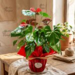 anthurium_floristeria_velez_malaga_flores_y_plantas_online_envio_a_la_axarquia_ramos_de_flores_a_domicilio_02