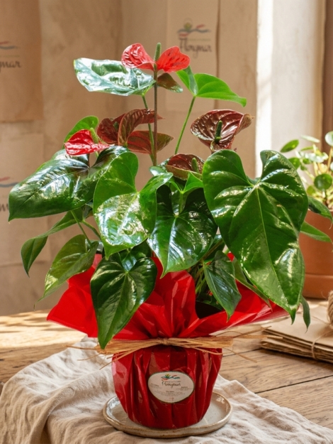 anthurium_floristeria_velez_malaga_flores_y_plantas_online_envio_a_la_axarquia_ramos_de_flores_a_domicilio_02