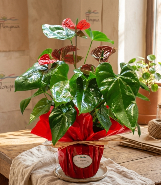anthurium_floristeria_velez_malaga_flores_y_plantas_online_envio_a_la_axarquia_ramos_de_flores_a_domicilio_02