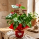anthurium_floristeria_velez_malaga_flores_y_plantas_online_envio_a_la_axarquia_ramos_de_flores_a_domicilio_02