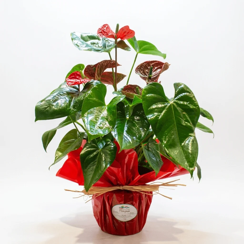 Red Anthurium on a white background