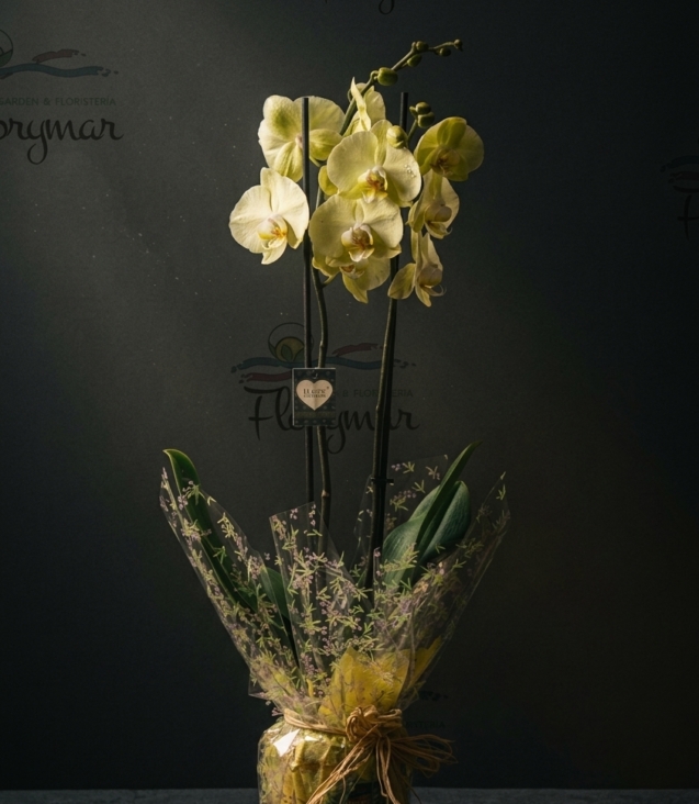 orquídea-amarilla-cubremaceta-de-cerámica_floristeria_velez_malaga_flores_y_plantas_online_envio_a_la_axarquia_ramos_de_flores_a_domicilio_01