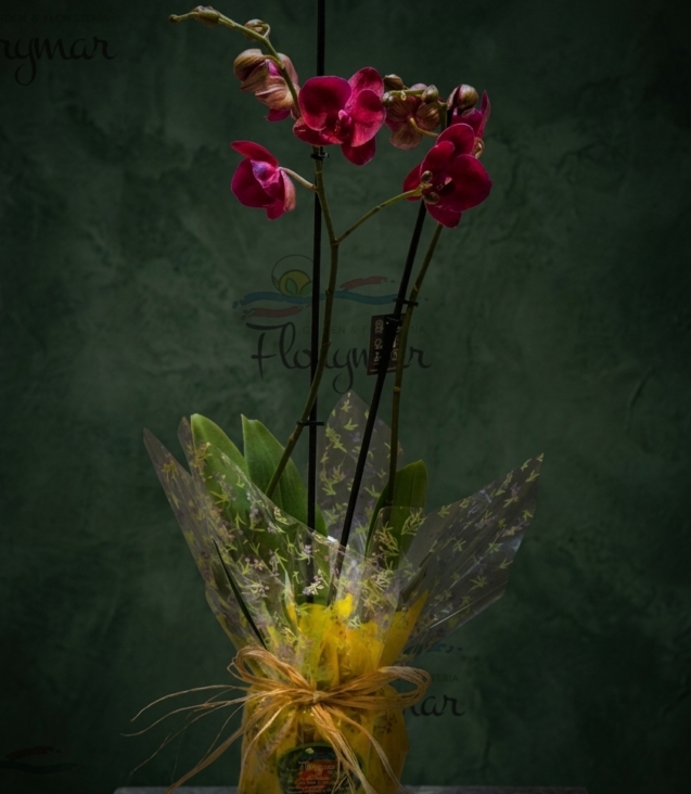 orquídea-burdeos-cubremaceta-de-cerámica_floristeria_velez_malaga_flores_y_plantas_online_envio_a_la_axarquia_ramos_de_flores_a_domicilio_01