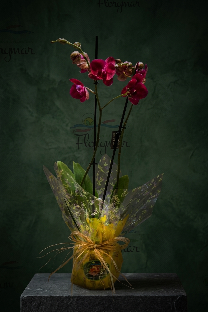 Orquídea Burdeos + Cubremaceta de cerámica - Imagen 2