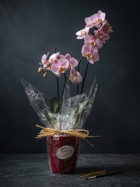 orquídea-colores-variados-cubremaceta-de-cerámica_floristeria_velez_malaga_flores_y_plantas_online_envio_a_la_axarquia_ramos_de_flores_a_domicilio_01