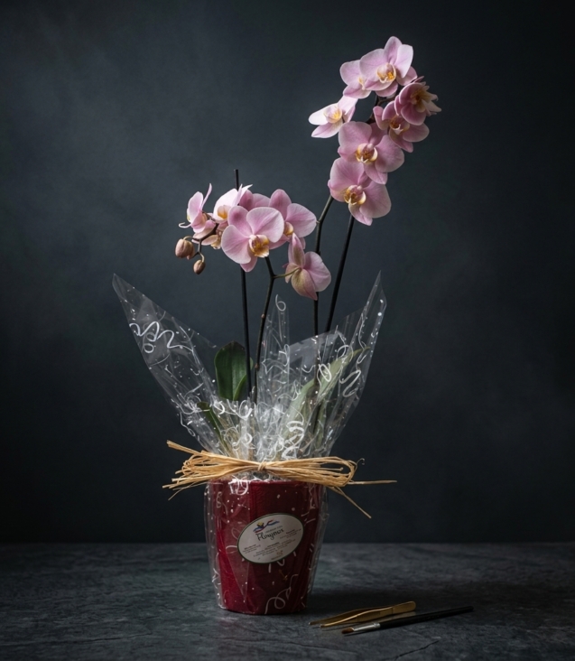 orquídea-colores-variados-cubremaceta-de-cerámica_floristeria_velez_malaga_flores_y_plantas_online_envio_a_la_axarquia_ramos_de_flores_a_domicilio_01
