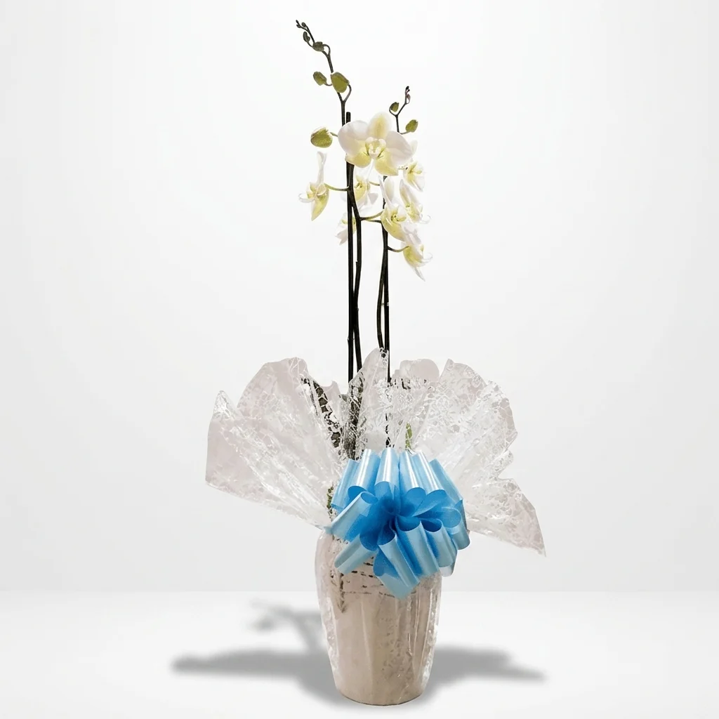 Orquídea + Cubremacetas de Cerámica + BOTELLITA BERONIA RIOJA 17,5CL - Imagen 3