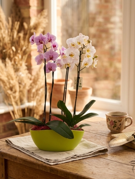orquídea-dulce_floristeria_velez_malaga_flores_y_plantas_online_envio_a_la_axarquia_ramos_de_flores_a_domicilio_02