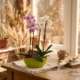 orquídea-dulce_floristeria_velez_malaga_flores_y_plantas_online_envio_a_la_axarquia_ramos_de_flores_a_domicilio_02
