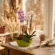 orquídea-dulce_floristeria_velez_malaga_flores_y_plantas_online_envio_a_la_axarquia_ramos_de_flores_a_domicilio_02