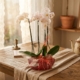 orquídea-esencia_floristeria_velez_malaga_flores_y_plantas_online_envio_a_la_axarquia_ramos_de_flores_a_domicilio_02