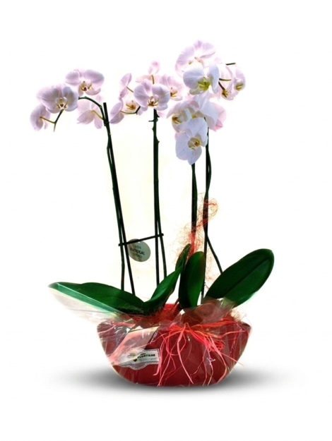 orquídea-esencia_floristeria_velez_malaga_flores_y_plantas_online_envio_a_la_axarquia_ramos_de_flores_a_domicilio_03