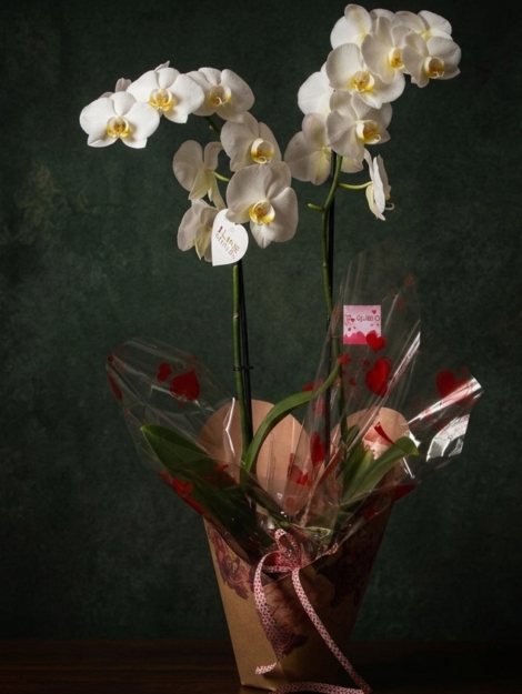 orquídea-love_floristeria_velez_malaga_flores_y_plantas_online_envio_a_la_axarquia_ramos_de_flores_a_domicilio_01
