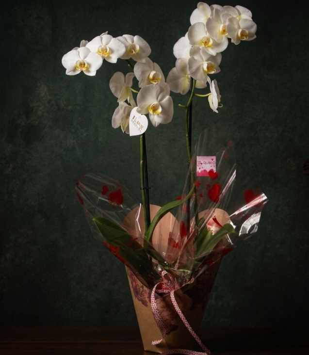orquídea-love_floristeria_velez_malaga_flores_y_plantas_online_envio_a_la_axarquia_ramos_de_flores_a_domicilio_01