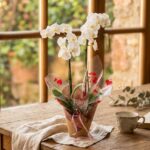 orquídea-love_floristeria_velez_malaga_flores_y_plantas_online_envio_a_la_axarquia_ramos_de_flores_a_domicilio_02