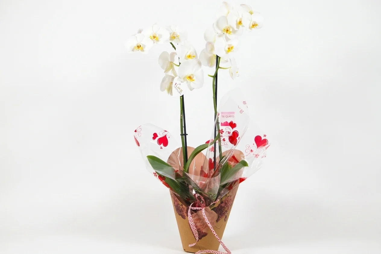 Orquídea LOVE - Imagen 3
