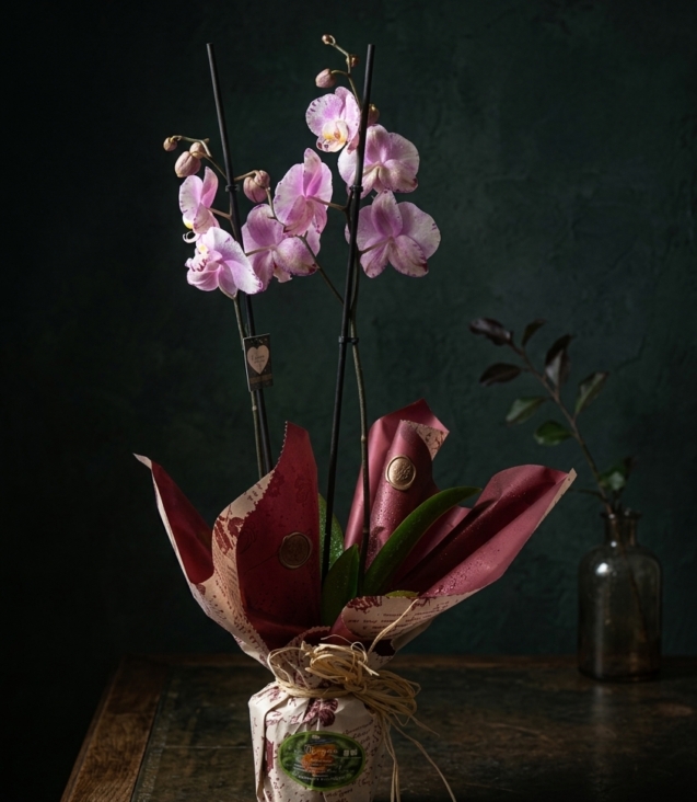 orquídea-morada-cubremaceta-de-cerámica_floristeria_velez_malaga_flores_y_plantas_online_envio_a_la_axarquia_ramos_de_flores_a_domicilio_01