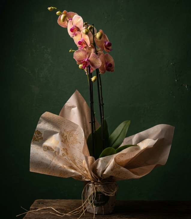 orquídea-naranja-cubremaceta-de-cerámica_floristeria_velez_malaga_flores_y_plantas_online_envio_a_la_axarquia_ramos_de_flores_a_domicilio_01