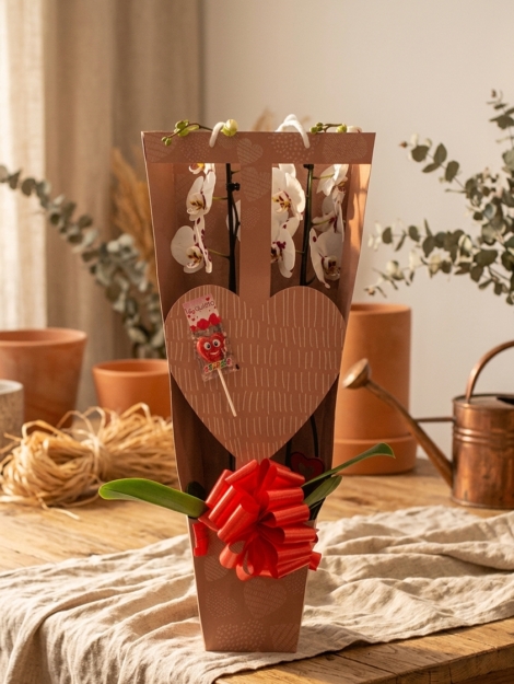 orquideabox_floristeria_velez_malaga_flores_y_plantas_online_envio_a_la_axarquia_ramos_de_flores_a_domicilio_02