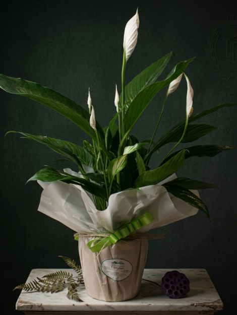 spathiphyllum_floristeria_velez_malaga_flores_y_plantas_online_envio_a_la_axarquia_ramos_de_flores_a_domicilio_01