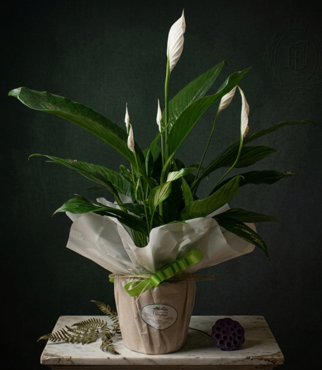 spathiphyllum_floristeria_velez_malaga_flores_y_plantas_online_envio_a_la_axarquia_ramos_de_flores_a_domicilio_01